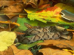 Northern Copperhead
